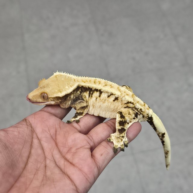 노멀 드리피 화이트스팟