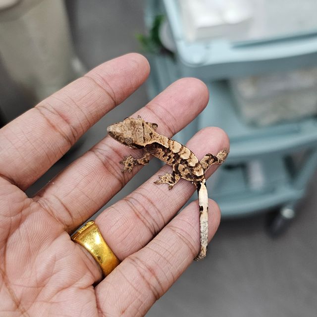 세이블