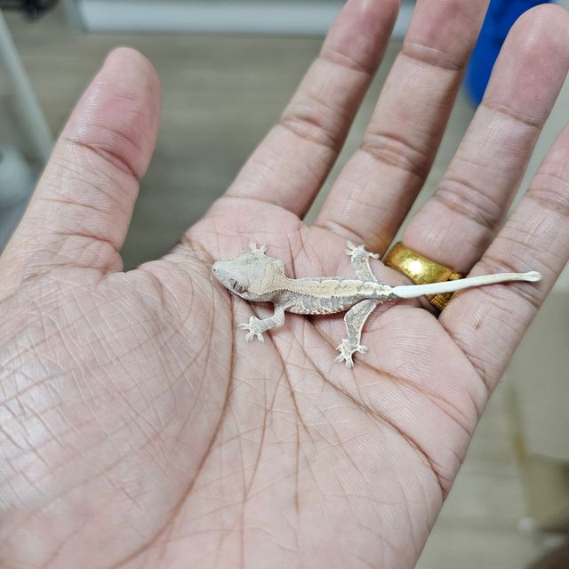 프라푸치노