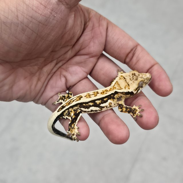 노멀 쿼드 풀핀