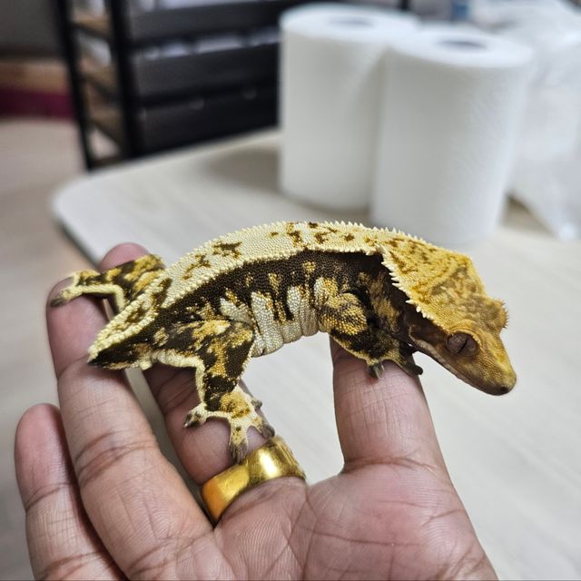 노멀 트라이