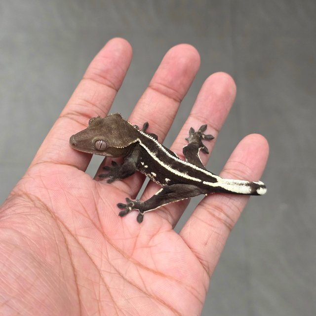 Axanthic