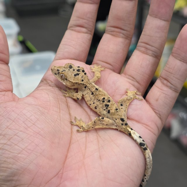 Super Dalmatian