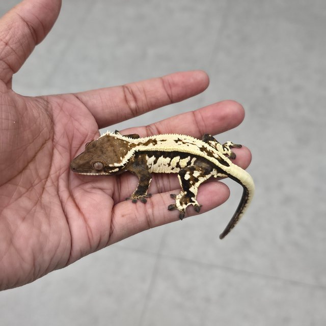 Quad Sable Full Pinstripe