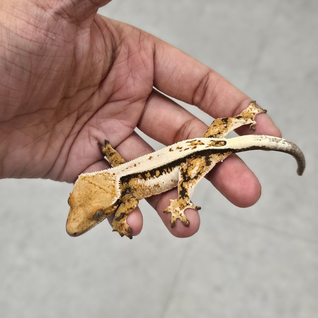 세이블 슈퍼스트라이프