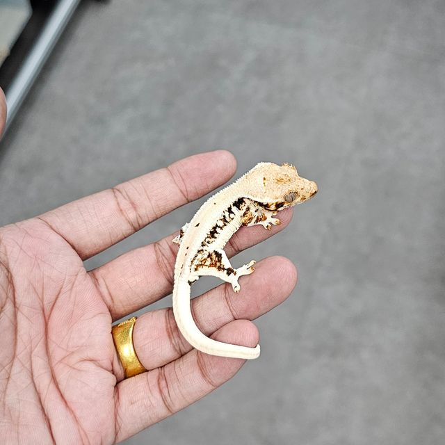 릴리화이트 트라이