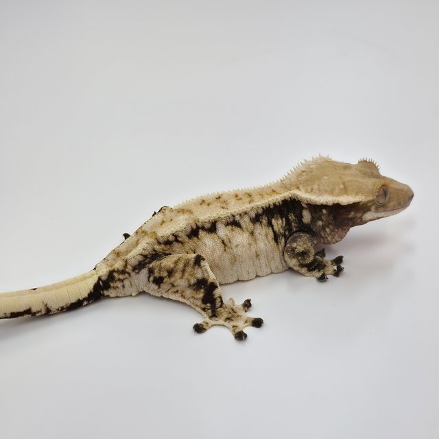 노멀 드리피 화이트스팟