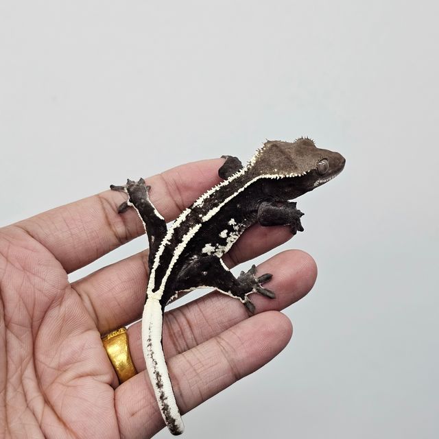 아잔틱