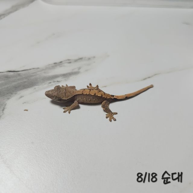 노멀