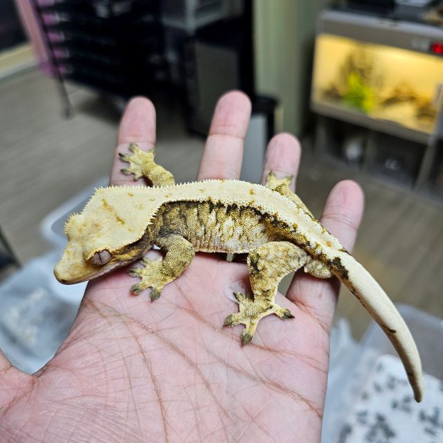 트라이 익스트림할리퀸