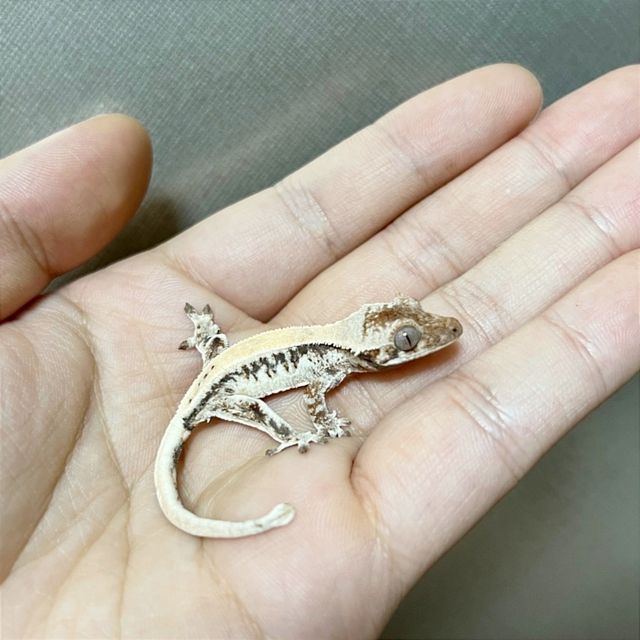 릴리 세이블