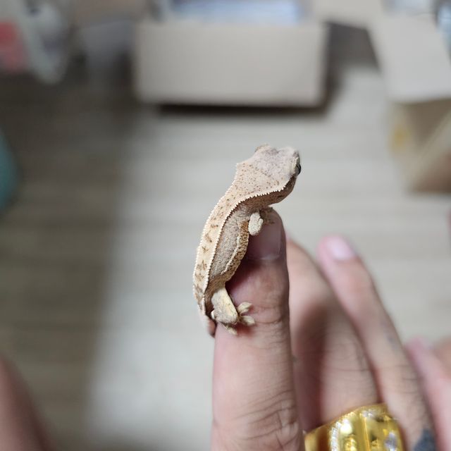 100%헷아잔틱