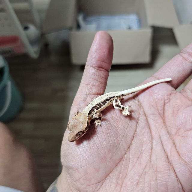프라푸치노