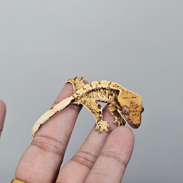 트라이