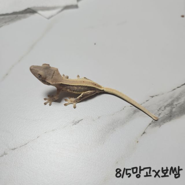 릴리화이트