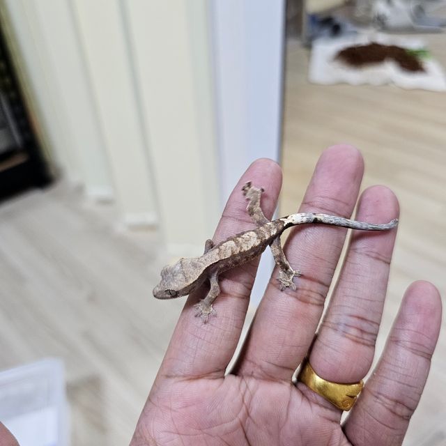 카푸치노