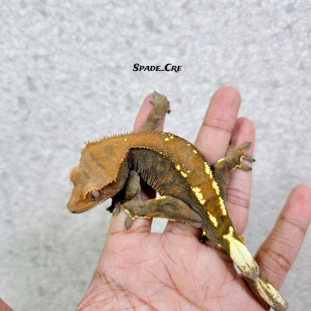 카푸치노
