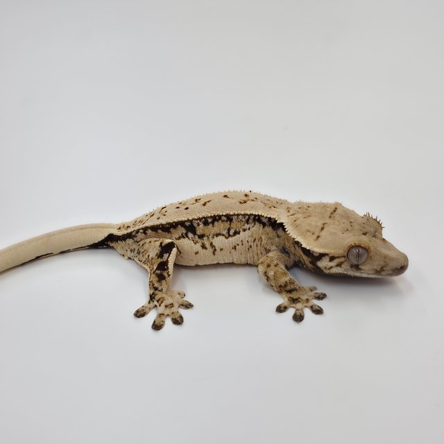 노멀 쿼드 드리피