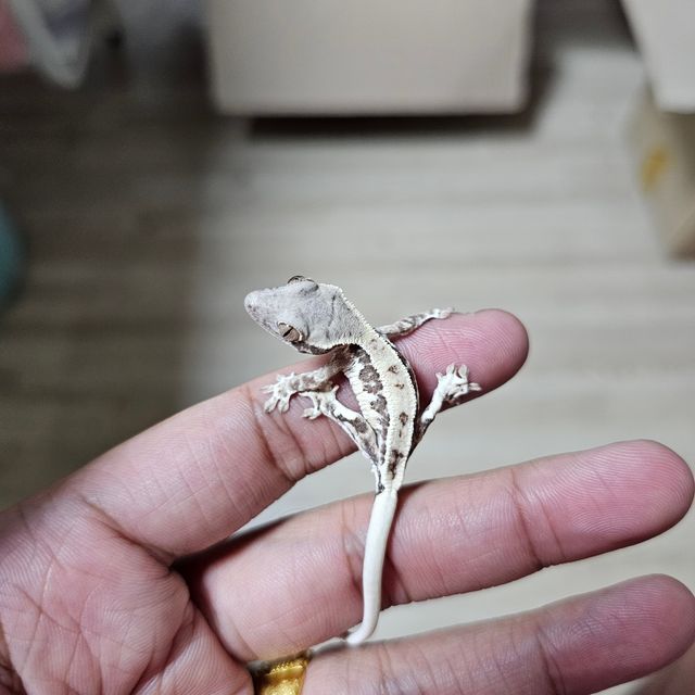 프라푸치노