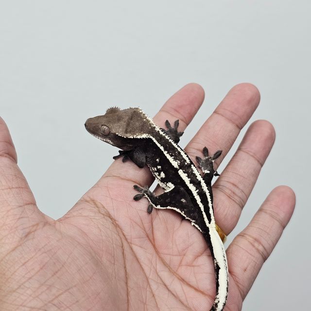아잔틱