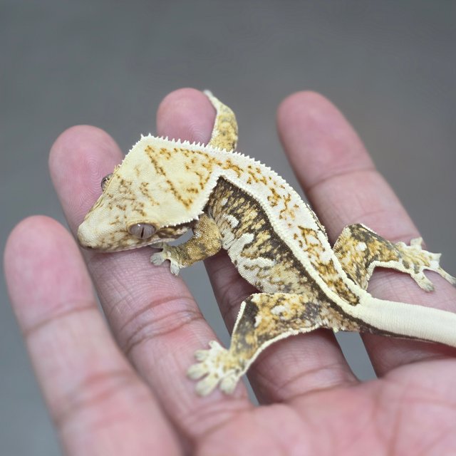 Normal Tri Full Pinstripe