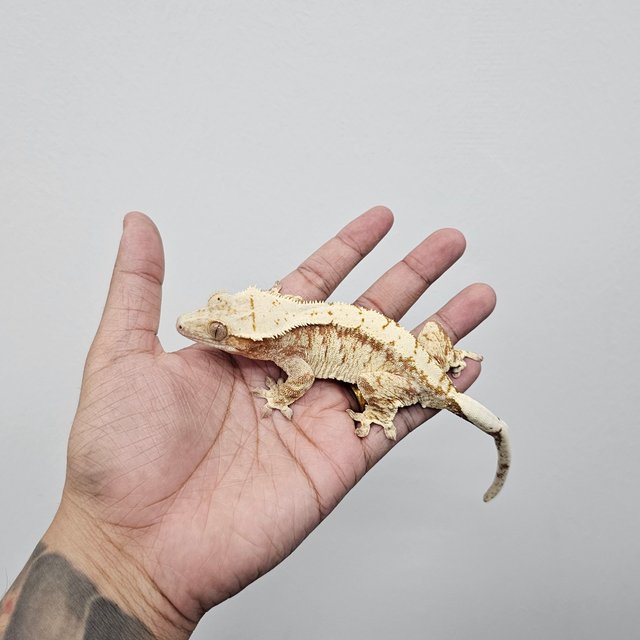 레드 트라이 드리피