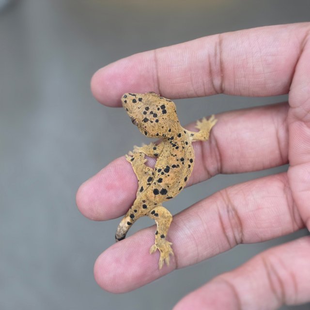 Super Dalmatian