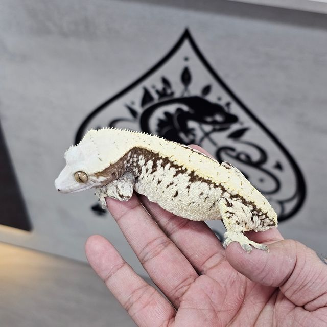노멀