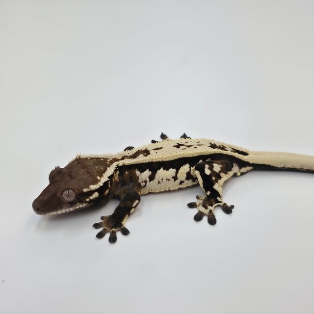 Quad Sable Full Pinstripe