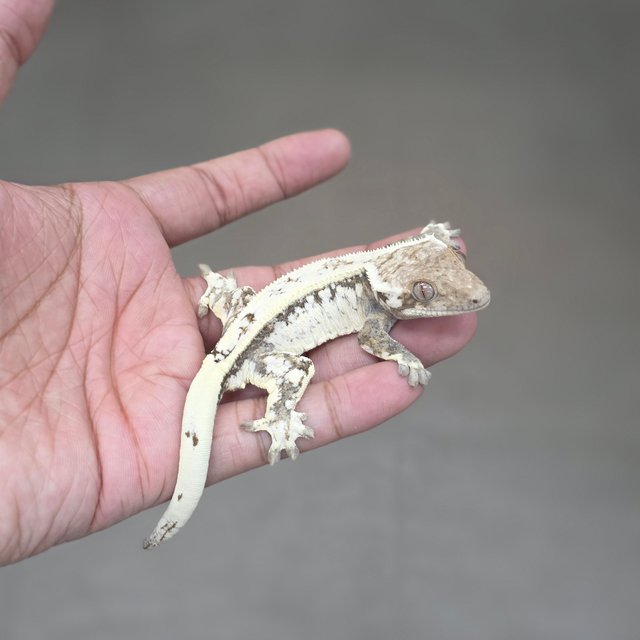 Quad White Spot Sable