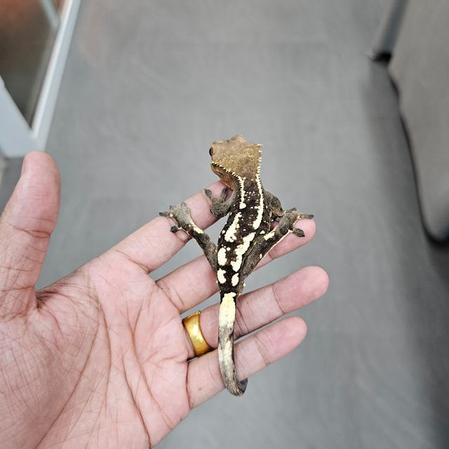 세이블