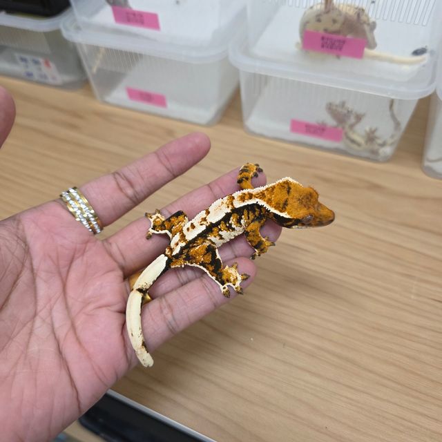 트라이 텐저린