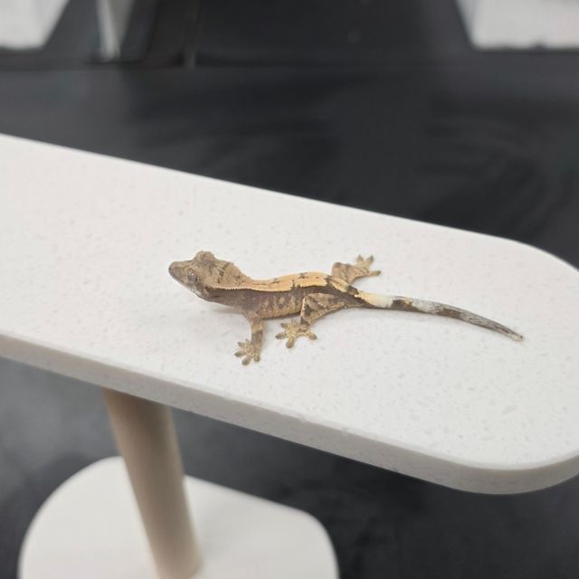 세이블