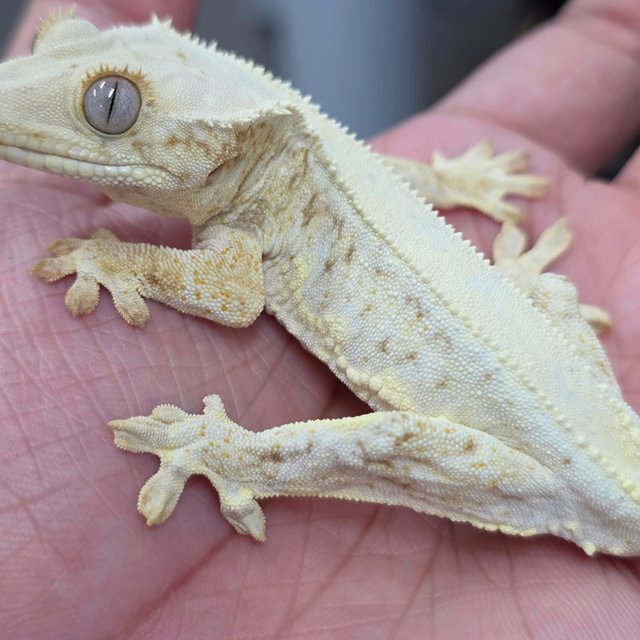 Lilly White
