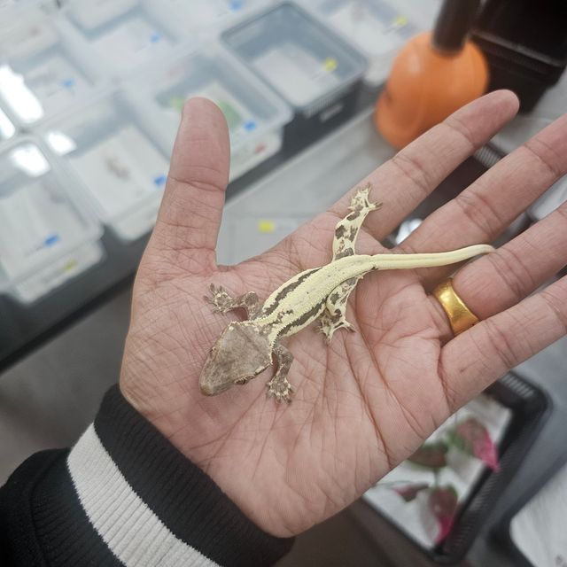 프라푸치노