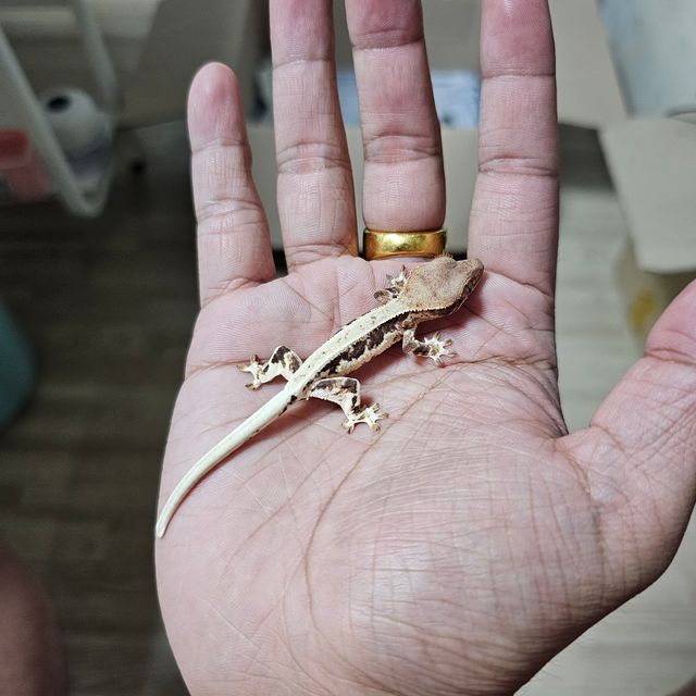 프라푸치노