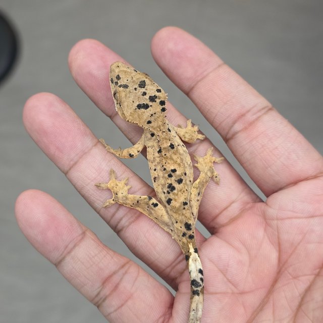 Super Dalmatian