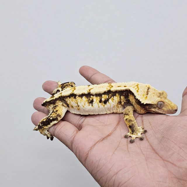 트라이