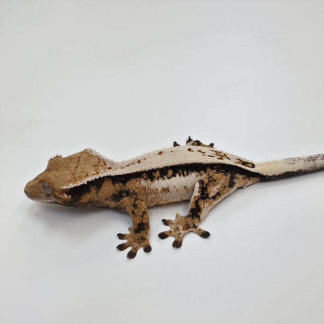 세이블 슈퍼스트라이프