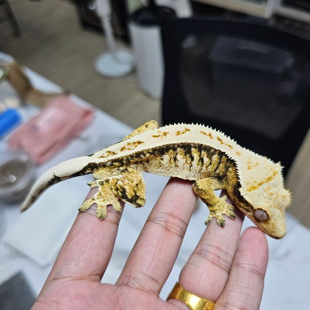 트라이 익스트림할리퀸
