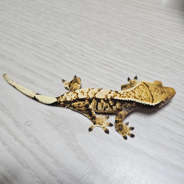 노멀 트라이