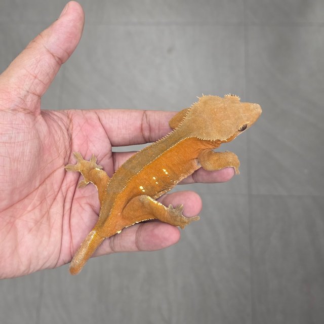 100% Het Axanthic Red Bi