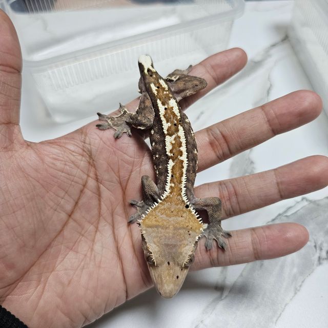 카푸치노