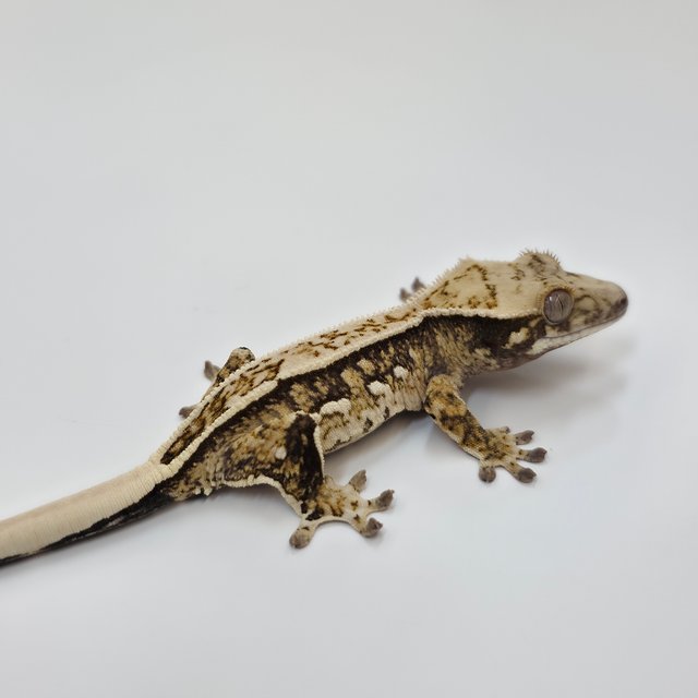 노멀 풀핀 트라이