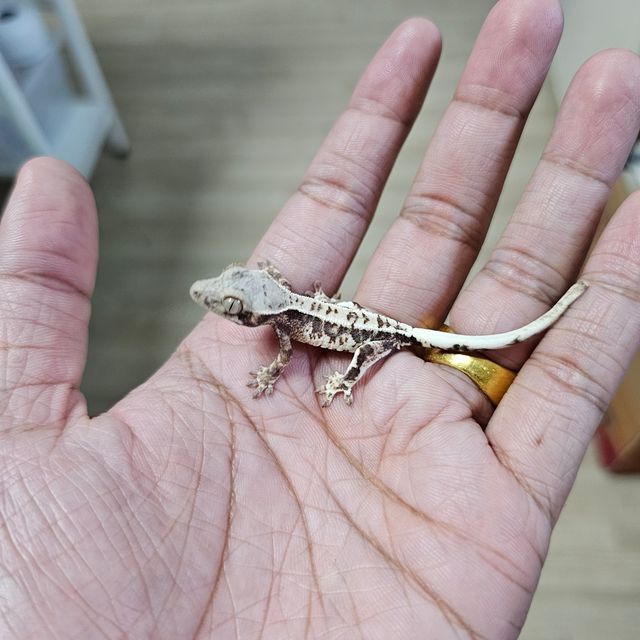 프라푸치노