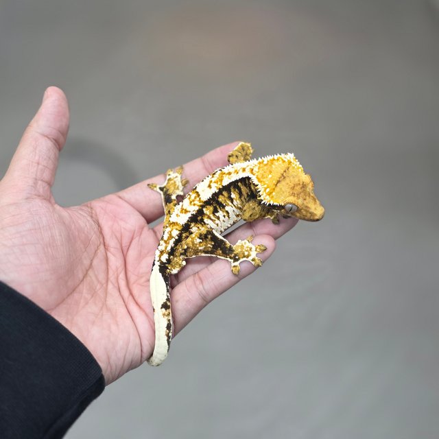 Tangerine Tri Extreme Harlequin