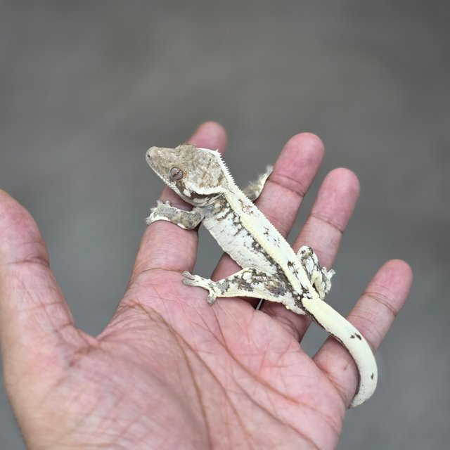 Quad White Spot Sable