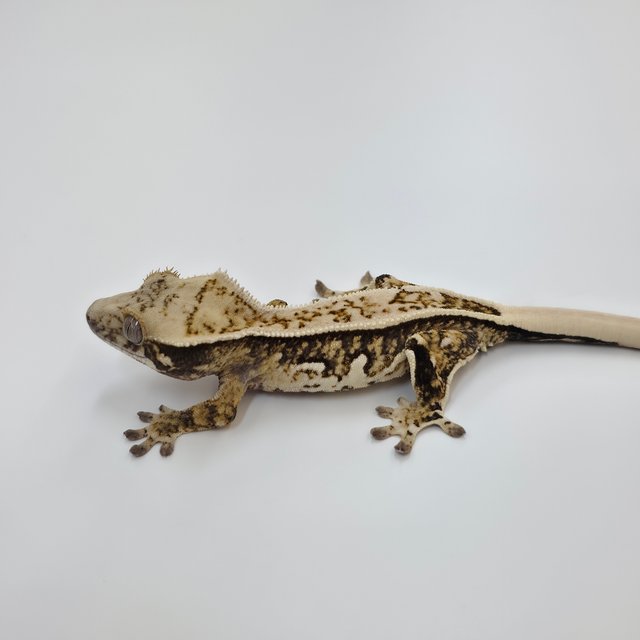 노멀 풀핀 트라이