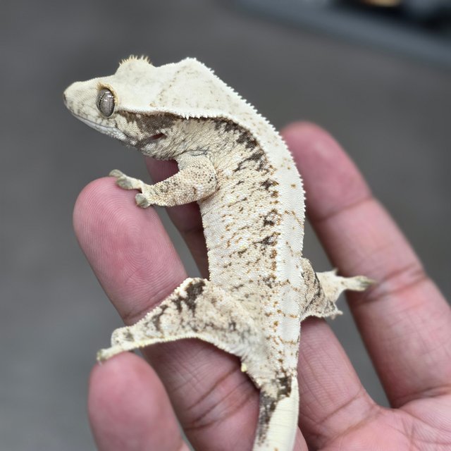 Normal Drippy White Spot