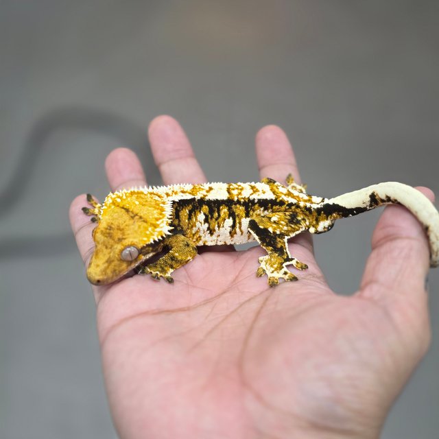 Tangerine Tri Extreme Harlequin